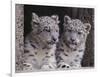 Snow Leopard Cubs-DLILLC-Framed Photographic Print