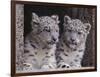 Snow Leopard Cubs-DLILLC-Framed Photographic Print