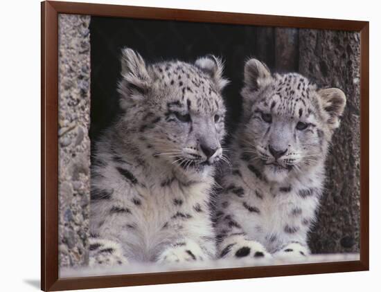 Snow Leopard Cubs-DLILLC-Framed Photographic Print