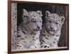 Snow Leopard Cubs-DLILLC-Framed Photographic Print