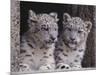 Snow Leopard Cubs-DLILLC-Mounted Photographic Print