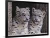 Snow Leopard Cubs-DLILLC-Framed Photographic Print