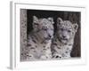 Snow Leopard Cubs-DLILLC-Framed Photographic Print