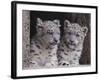 Snow Leopard Cubs-DLILLC-Framed Photographic Print