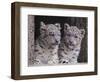 Snow Leopard Cubs-DLILLC-Framed Photographic Print