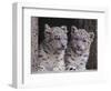 Snow Leopard Cubs-DLILLC-Framed Photographic Print