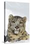 Snow Leopard Face and Front Paw, Sitting in Snow-null-Stretched Canvas