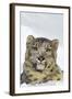 Snow Leopard Face and Front Paw, Sitting in Snow-null-Framed Photographic Print