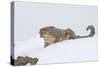 Snow Leopard in Snow-null-Stretched Canvas