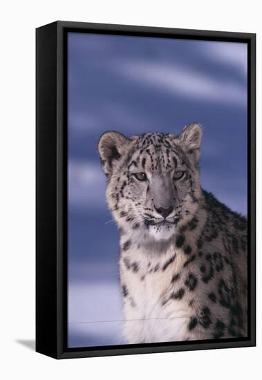 Snow Leopard in Snow-DLILLC-Framed Stretched Canvas