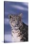 Snow Leopard in Snow-DLILLC-Stretched Canvas