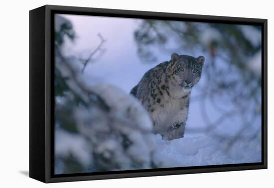 Snow Leopard in Snow-DLILLC-Framed Stretched Canvas