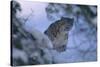 Snow Leopard in Snow-DLILLC-Stretched Canvas