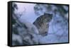 Snow Leopard in Snow-DLILLC-Framed Stretched Canvas