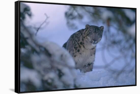 Snow Leopard in Snow-DLILLC-Framed Stretched Canvas