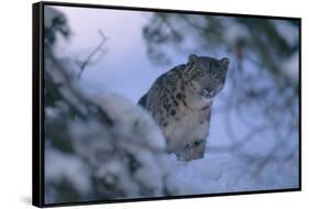 Snow Leopard in Snow-DLILLC-Framed Stretched Canvas