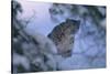 Snow Leopard in Snow-DLILLC-Stretched Canvas