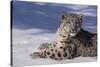 Snow Leopard in Snow-DLILLC-Stretched Canvas