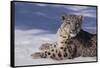 Snow Leopard in Snow-DLILLC-Framed Stretched Canvas