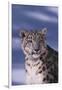 Snow Leopard in Snow-DLILLC-Framed Photographic Print