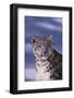 Snow Leopard in Snow-DLILLC-Framed Photographic Print