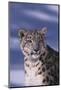 Snow Leopard in Snow-DLILLC-Mounted Photographic Print