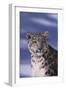 Snow Leopard in Snow-DLILLC-Framed Photographic Print