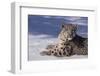 Snow Leopard in Snow-DLILLC-Framed Photographic Print