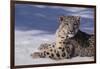 Snow Leopard in Snow-DLILLC-Framed Photographic Print
