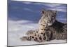 Snow Leopard in Snow-DLILLC-Mounted Photographic Print