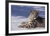 Snow Leopard in Snow-DLILLC-Framed Photographic Print