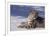 Snow Leopard in Snow-DLILLC-Framed Photographic Print