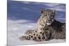 Snow Leopard in Snow-DLILLC-Mounted Photographic Print