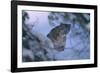 Snow Leopard in Snow-DLILLC-Framed Photographic Print