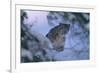 Snow Leopard in Snow-DLILLC-Framed Photographic Print