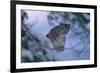 Snow Leopard in Snow-DLILLC-Framed Photographic Print