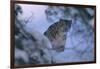 Snow Leopard in Snow-DLILLC-Framed Photographic Print