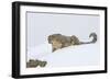 Snow Leopard in Snow-null-Framed Photographic Print