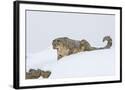Chelsea Black