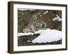 Snow Leopard, Irbis, Panthera Uncia, Young Animal, Stretch, Yawn-Andreas Keil-Framed Photographic Print