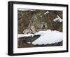 Snow Leopard, Irbis, Panthera Uncia, Young Animal, Stretch, Yawn-Andreas Keil-Framed Photographic Print