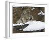 Snow Leopard, Irbis, Panthera Uncia, Young Animal, Stretch, Yawn-Andreas Keil-Framed Photographic Print