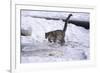 Snow Leopard Jumping (Panthera Uncia) Usa-Lynn M. Stone-Framed Photographic Print