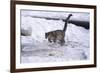 Snow Leopard Jumping (Panthera Uncia) Usa-Lynn M. Stone-Framed Photographic Print