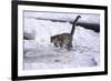 Snow Leopard Jumping (Panthera Uncia) Usa-Lynn M. Stone-Framed Photographic Print