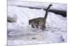 Snow Leopard Jumping (Panthera Uncia) Usa-Lynn M. Stone-Mounted Photographic Print