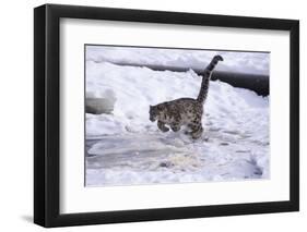 Snow Leopard Jumping (Panthera Uncia) Usa-Lynn M. Stone-Framed Photographic Print