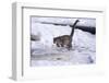 Snow Leopard Jumping (Panthera Uncia) Usa-Lynn M. Stone-Framed Photographic Print