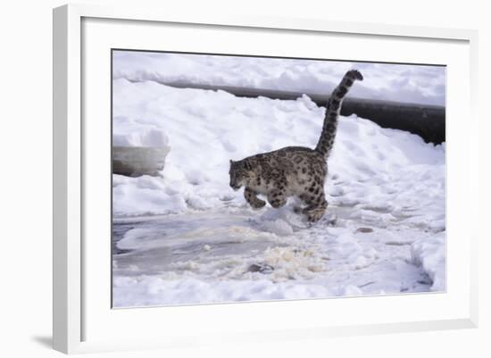 Snow Leopard Jumping (Panthera Uncia) Usa-Lynn M. Stone-Framed Photographic Print