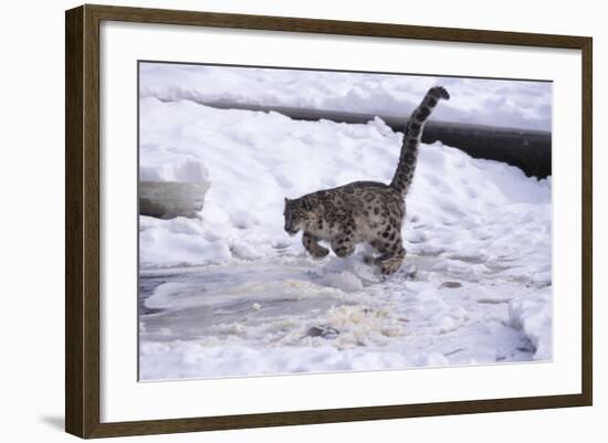 Snow Leopard Jumping (Panthera Uncia) Usa-Lynn M. Stone-Framed Photographic Print